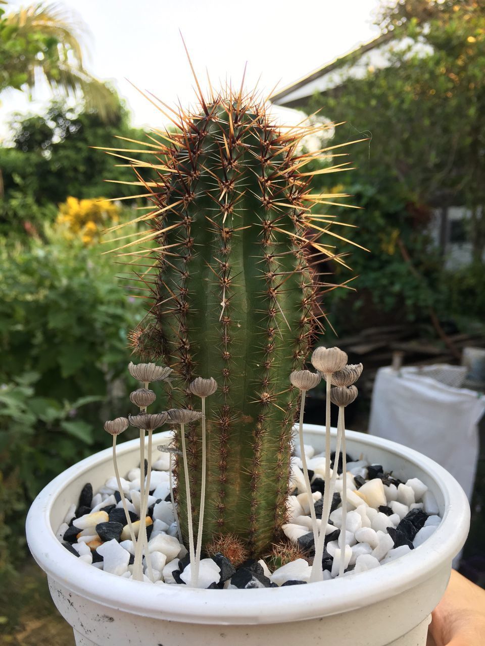 CLOSE-UP OF CACTUS IN POTTED PLANT