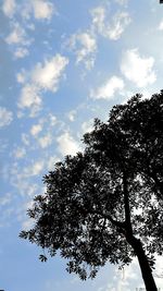 Low angle view of trees against sky