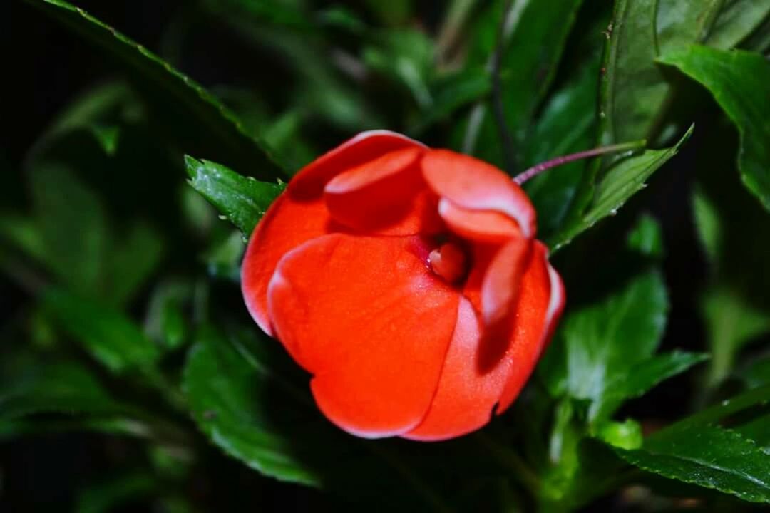 flower, petal, freshness, flower head, red, fragility, growth, beauty in nature, plant, close-up, blooming, focus on foreground, nature, single flower, leaf, green color, in bloom, day, rose - flower, bud