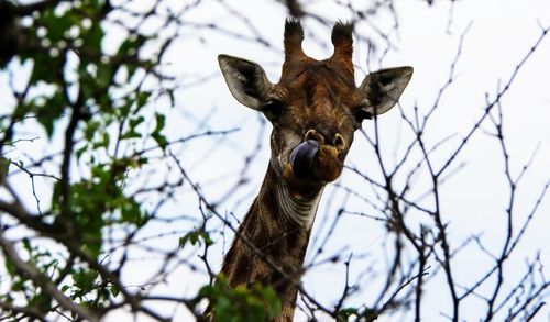 Low angle portrait of giraffe on tree against sky