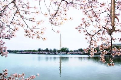 View of flowers in pond