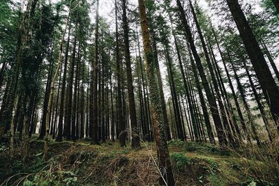 Low angle view of trees in forest