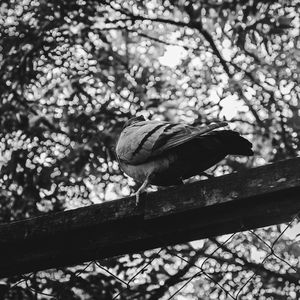 Low angle view of bird perching on tree