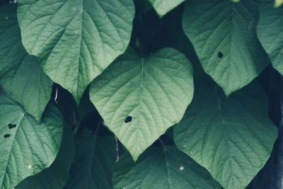 Close-up of maple leaf