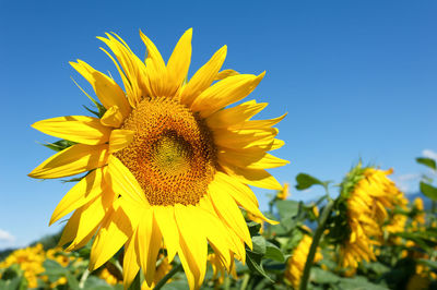 Close-up of fresh sunflower blooming against clear sky