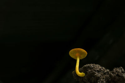 Close-up of yellow mushroom on rock at night