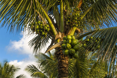 Low angle view of coconut palm tree against sky