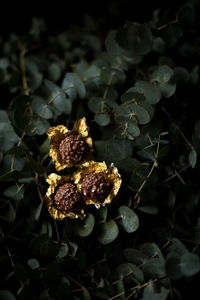 High angle view of berries growing on plant