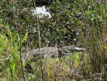 View of a turtle in the field