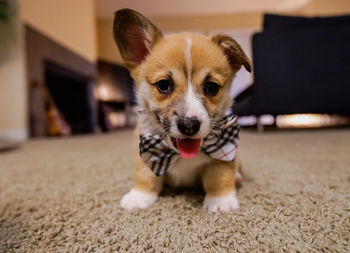 Portrait of dog on rug at home