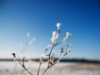 Leafless branch ice with crystals and blurred winter landscape with blue sky and sunshine. 