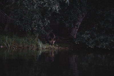 Duck swimming on lake in forest