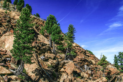 Low angle view of trees against clear sky