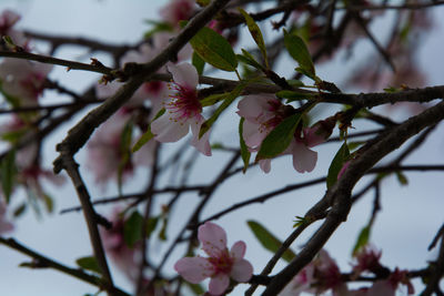 Close-up of pink flowers on branch