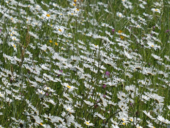 Full frame shot of snow covered plants on field