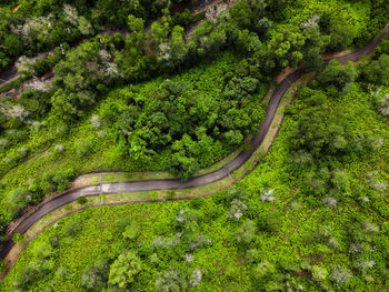 High angle view of road amidst trees in forest