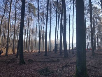 Trees in forest