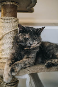 Close-up of a cat sleeping