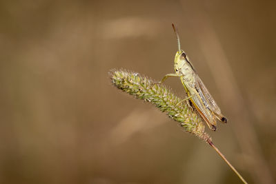 Close-up of insect on twig