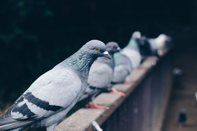 Close-up of bird perching outdoors