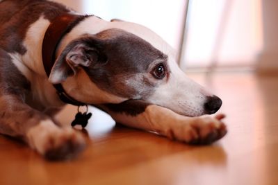 Close-up of dog relaxing at home