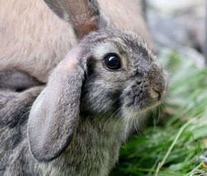 Close-up of an bunny