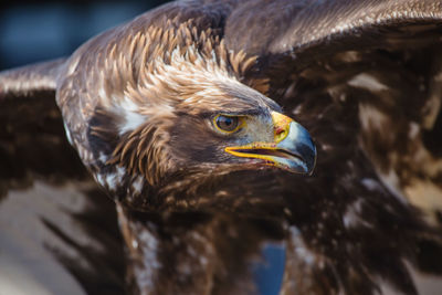 Close-up of eagle