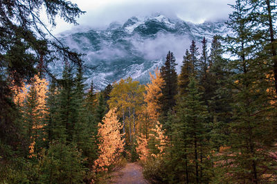 Scenic view of forest during autumn