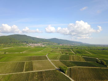 Scenic view of agricultural field against sky