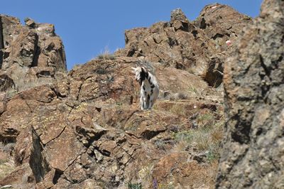 View of squirrel on rock formation against clear sky