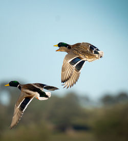 Low angle view of bird flying against sky