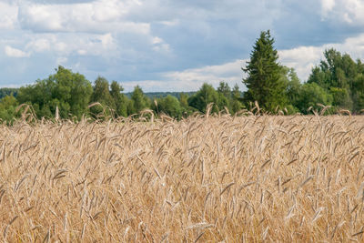 Scenic view of field against sky