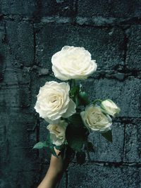 Close-up of hand holding white rose