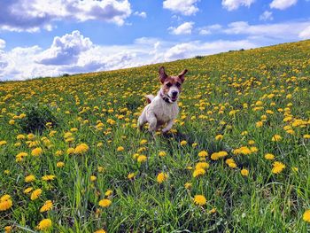 High angle view of dog on field against sky