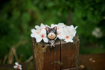 Close-up of cat figurine and white flowers on wood
