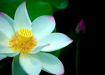 Close-up of white lily