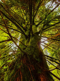 Close-up of tree trunks