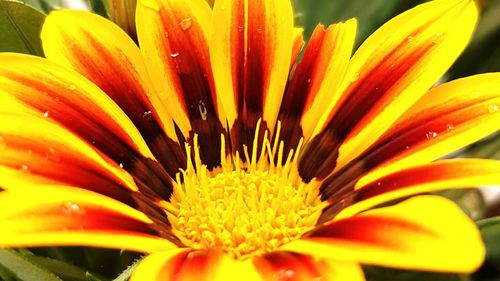 Close-up of wet yellow flower blooming outdoors