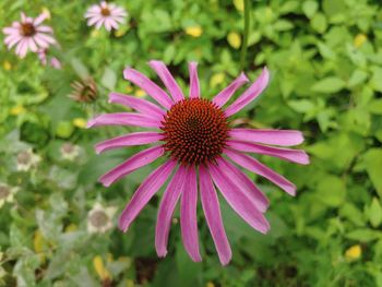 Close-up of pink flower