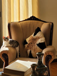 Cat sitting on chair at home