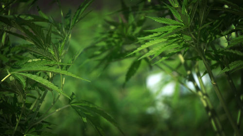 Close-up of fresh green leaves