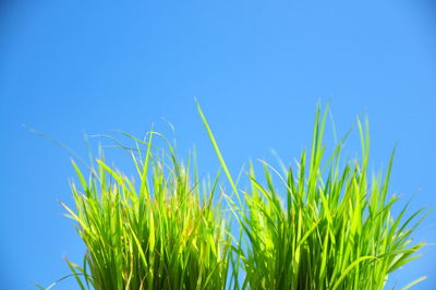 Low angle view of plants against blue sky