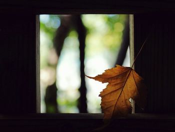 Close-up of autumn leaf seen through window