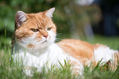 Close-up of cat on grass