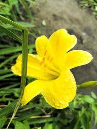 Close-up of yellow flowering plant