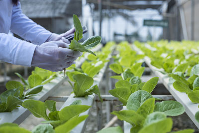 A team of scientists analyzes the plants on the vegetable tray. farm hydroponics process.