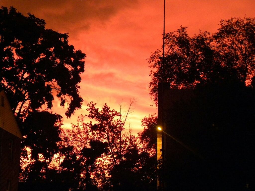 sunset, tree, silhouette, sky, low angle view, orange color, beauty in nature, street light, nature, cloud - sky, scenics, tranquility, growth, tranquil scene, outdoors, dusk, no people, cloud, dramatic sky, idyllic