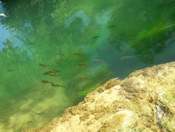 Close-up of fish swimming in sea