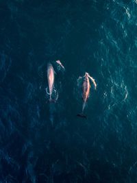 High angle view of fish swimming in sea