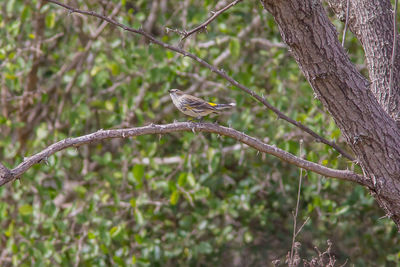 Low angle view of bird perching on branch